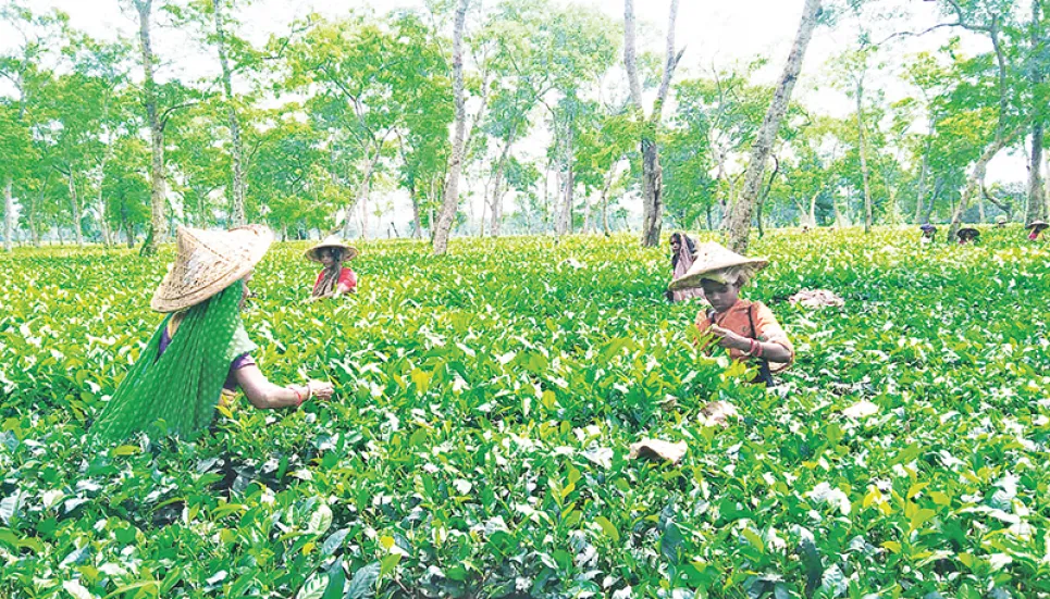 BTRI to release new tea variety to boost production 