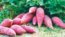 Sweet potato cultivation benefits Cumilla farmers