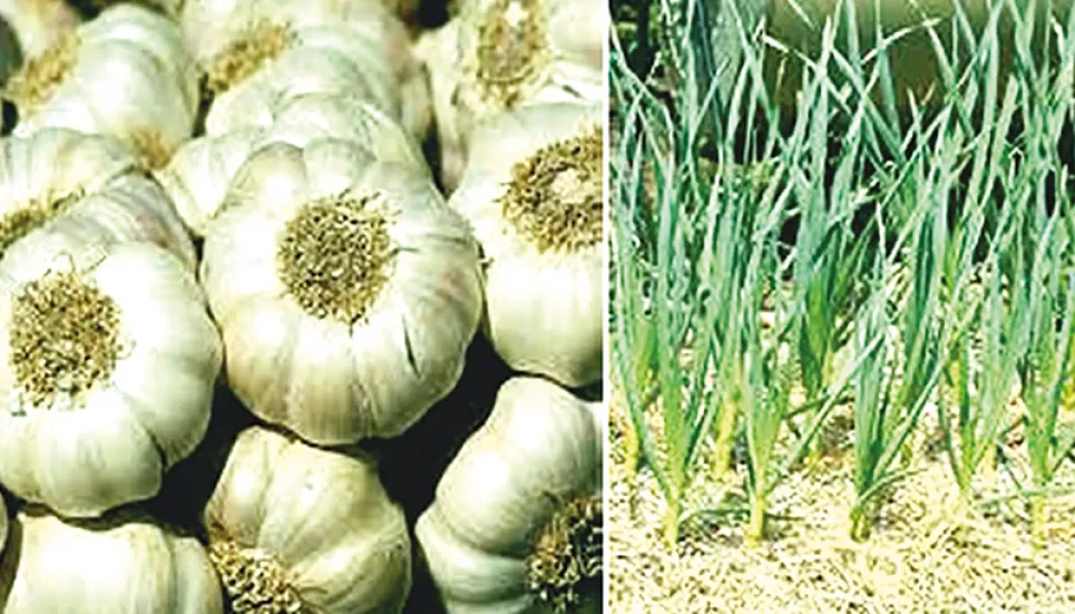 Bumper yield, fair price make Rangpur garlic farmers happy