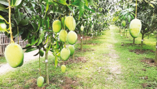 Mango processing plants imperative for Rajshahi region