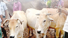 Rajshahi farmers in high hope with cattle fattening