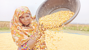 Maize cultivation profits farmers