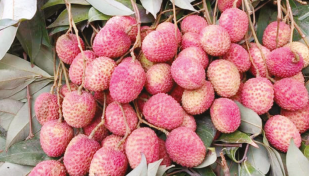 Litchi trading reaches peak in northern region 