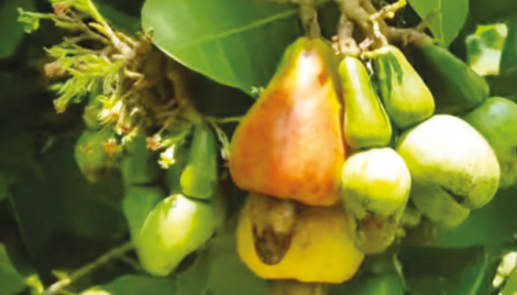 Bogura farmer’s success in cashew nut cultivation 