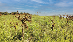 Anomalies in Tanguar Haor Forestation project