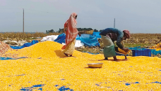 Maize cultivation leading Tangail farmers to financial stability