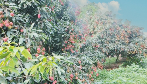 Bumper litchi output in Panchagarh