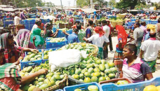 Mango trading gains momentum in northern districts