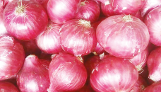 Onion prices drop as import continues