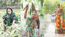 Family nutrition gardens become popular in Narail