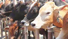 Cumilla to have surplus of 8,606 sacrificial animals for Eid-ul-Azha