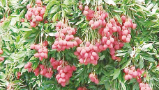 Rangpur litchi farmers happy with yield, prices