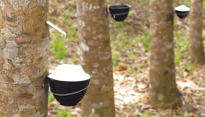 India attempts to revive its dwindling rubber industry