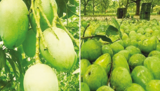 Farmers eye record Haribhanga mango production this year