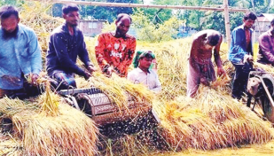 Rangpur farmers produce over 22 lakh tonnes of paddy 