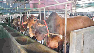 Over 1,76,000 sacrificial animals ready for Eid-ul-Azha in C’nawabganj