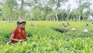 Rain brings life to Moulvibazar tea orchards after heatwave