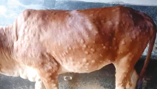 Lumpy skin disease kills hundreds of cows in Sylhet’s Kanaighat 