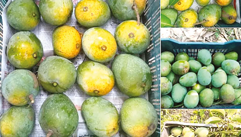 Online mango trading becomes boon to young entrepreneurs 