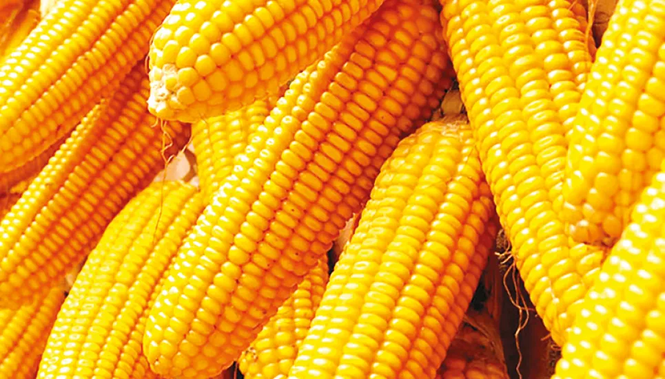 Record maize produced in Rangpur