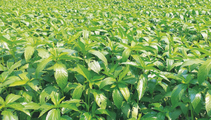 Jute cultivation goes on in full swing in Manikganj