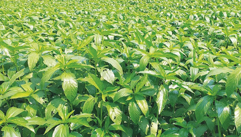 Jute cultivation goes on in full swing in Manikganj