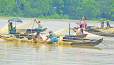 Mother fish release eggs in Halda River