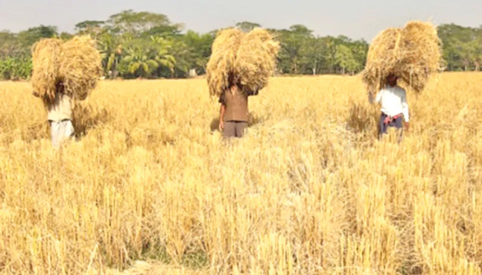 Boro production profits Jamalpur farmers 