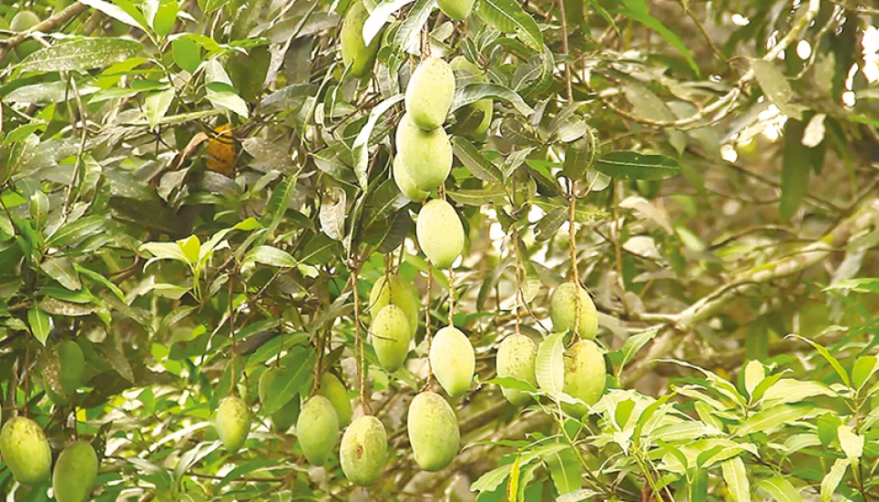 Commercial mango cultivation increases in hill districts 