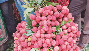 Litchi trading worth around Tk1,000cr likely in Rangpur 