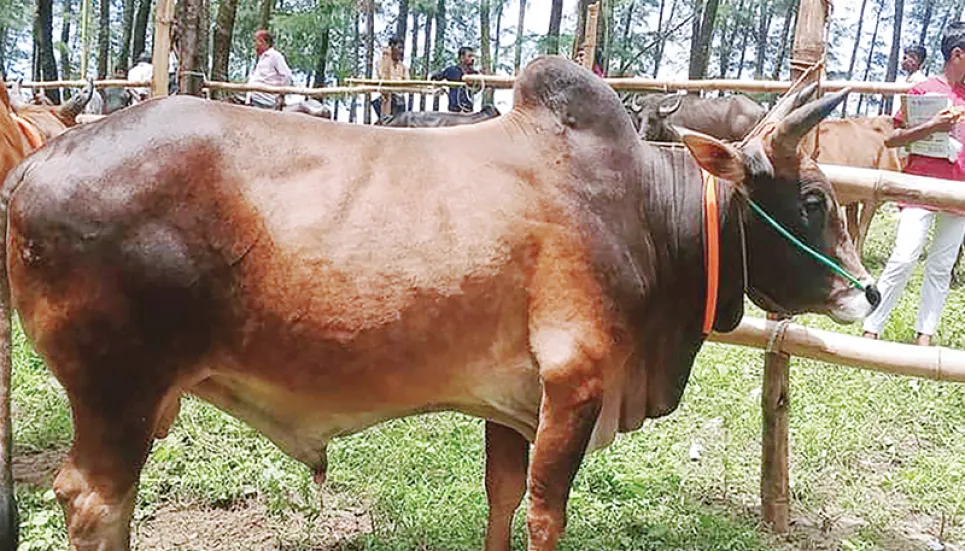 Sacrificial animals being sold at 90 cattle markets in Cox’s Bazar