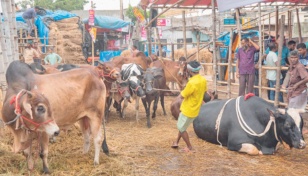 Rangpur cattle farmers fear losses