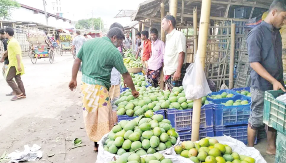 Haribhanga mango growers fear losses 