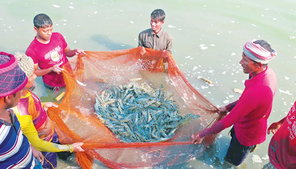 Shrimp exports fall in 2023