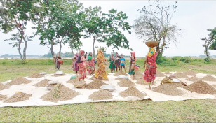 Peanut farming on the rise in Sylhet division