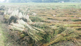 Scanty rainfall hampers jute rotting process