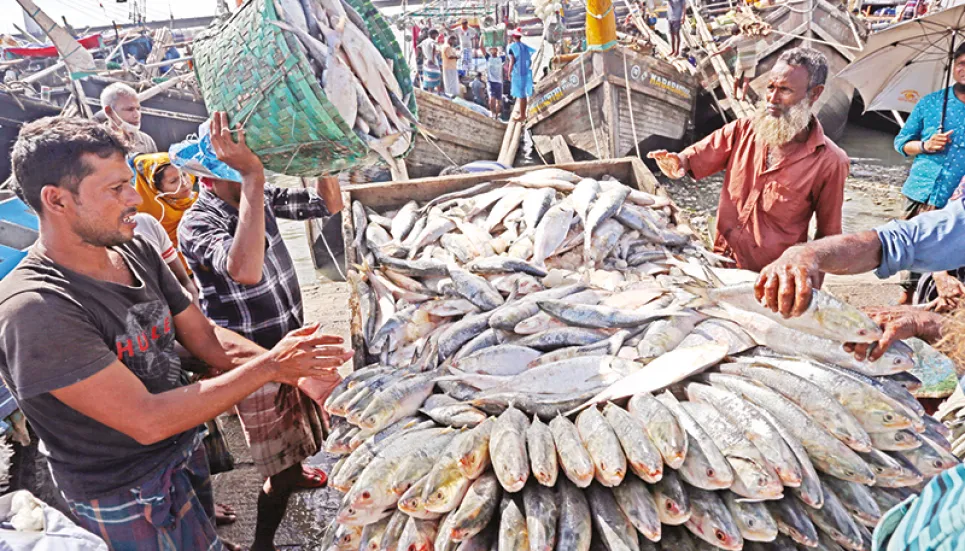 Hilsa floods markets but middle-class can’t afford