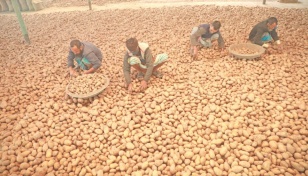 Govt, private data on potato yield mismatch