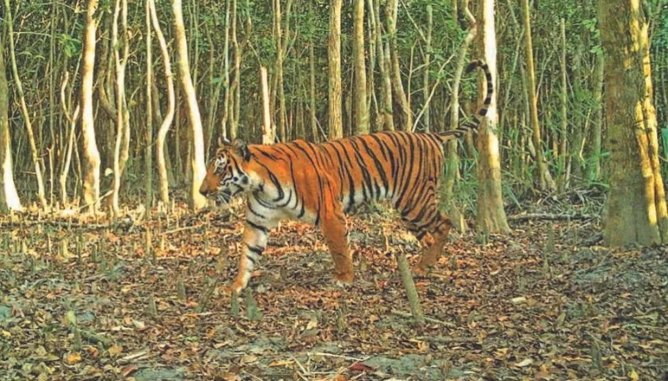 Fence to be erected in parts of Sundarbans to tackle human-tiger conflicts