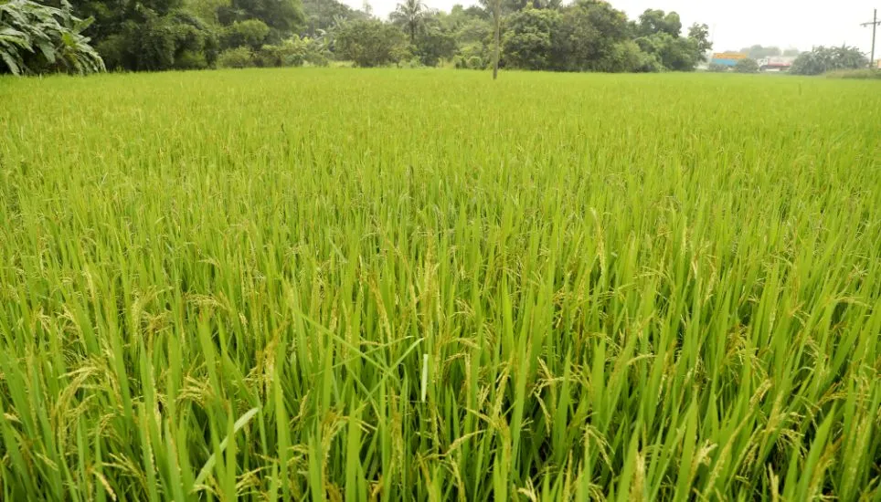 Heatwave impacts crops, haor boro gets lucky