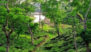 Rain brings life to Sreemangal tea orchards