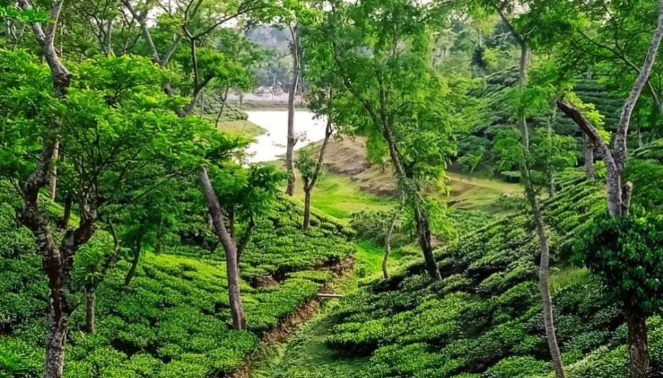 Rain brings life to Sreemangal tea orchards