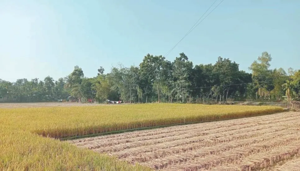 Heatwave hits Boro harvest in northern region