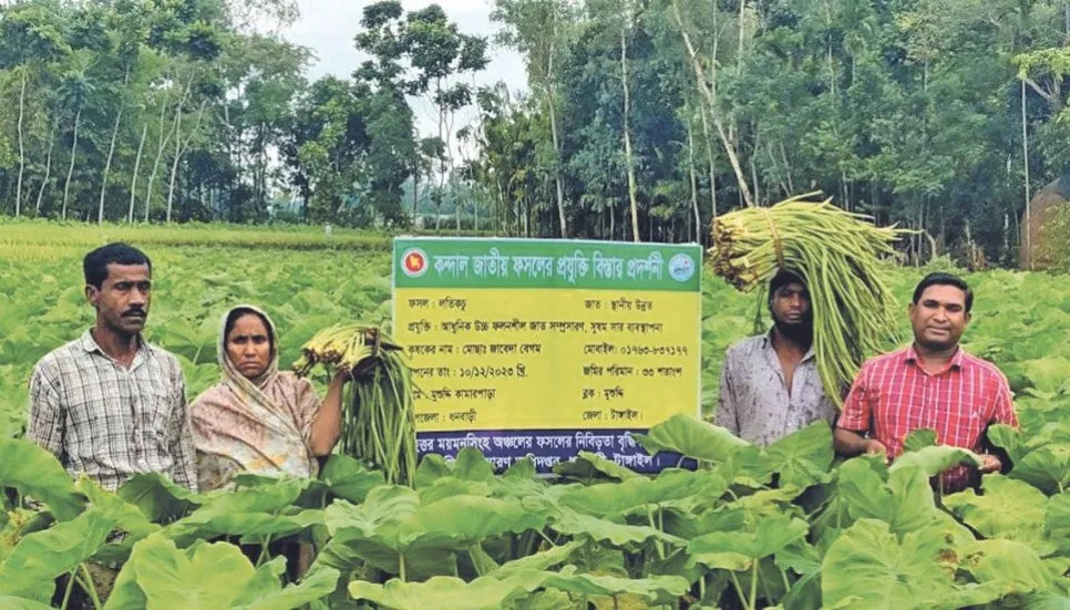 Tangail farmers fetch profit from aram lobe farming