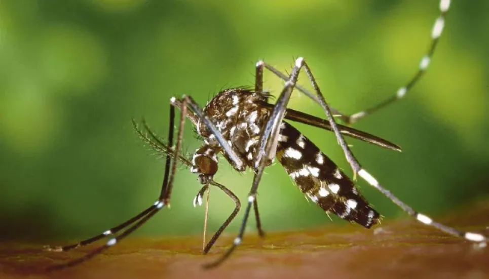 Another dengue patient dies, 10 hospitalised