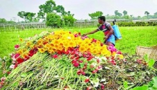 Pandemic, cyclone ruin Jashore florists