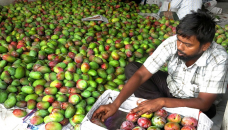 Mango farmers, traders fear loss as lockdown continues