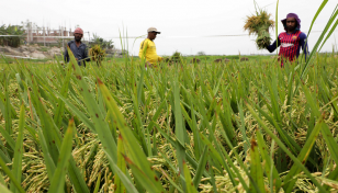 Rain adds to woes of Khulna farmers already hit hard by shutdown