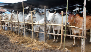 22.73 lakh livestock surplus after fulfilling Eid demand