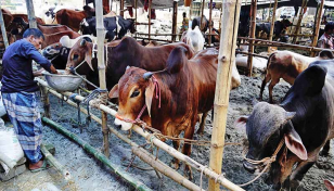 Govt issues guidelines for cattle market